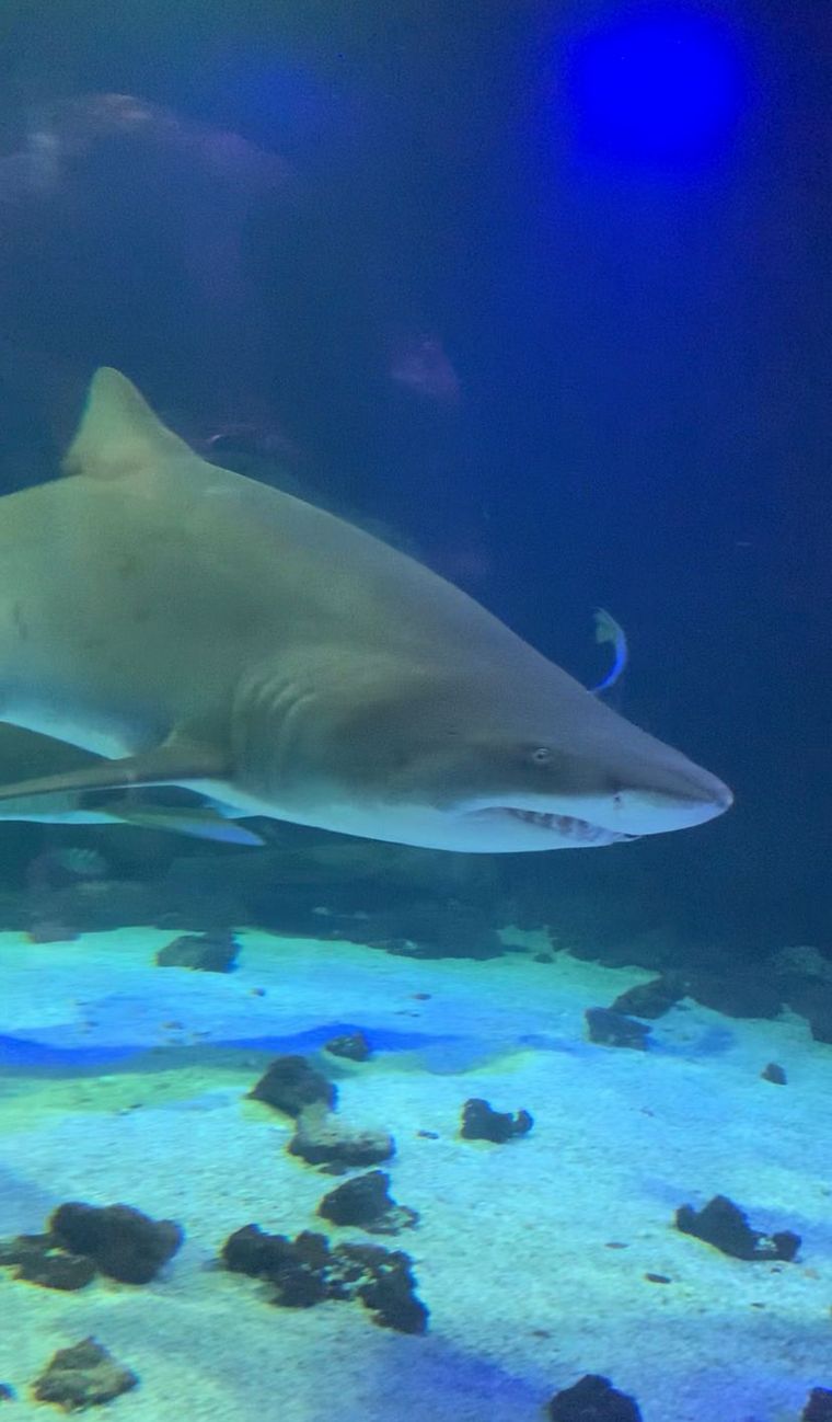Acuario Oceánico, una de las grandes atracciones de Camboriú