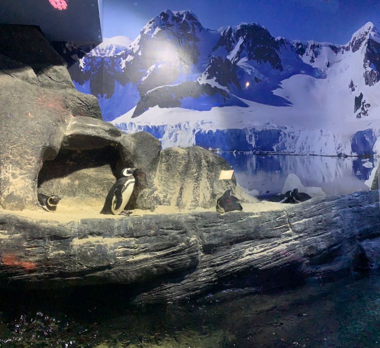 Acuario Oceánico, una de las grandes atracciones de Camboriú