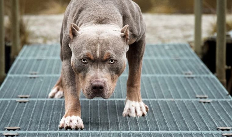 Otra nena fue atacada por un Pitbull