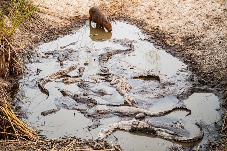 Dolorosas imágenes: animales huyen del fuego en Corrientes