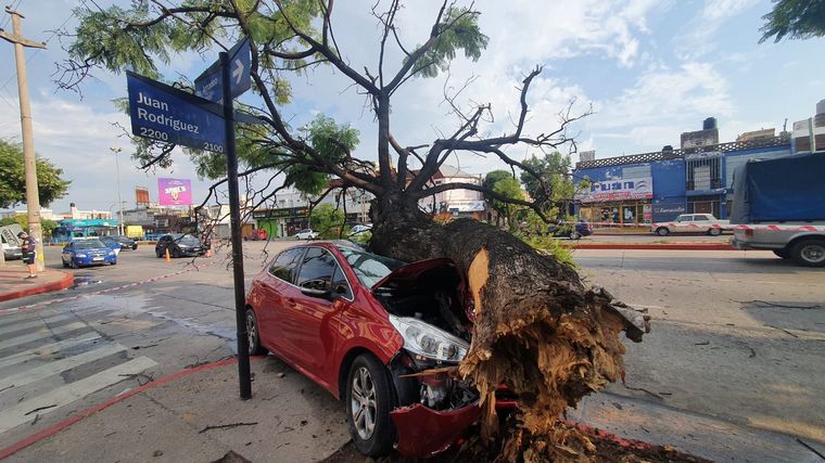 Impactó fuertemente contra un árbol y salió ileso de milagro