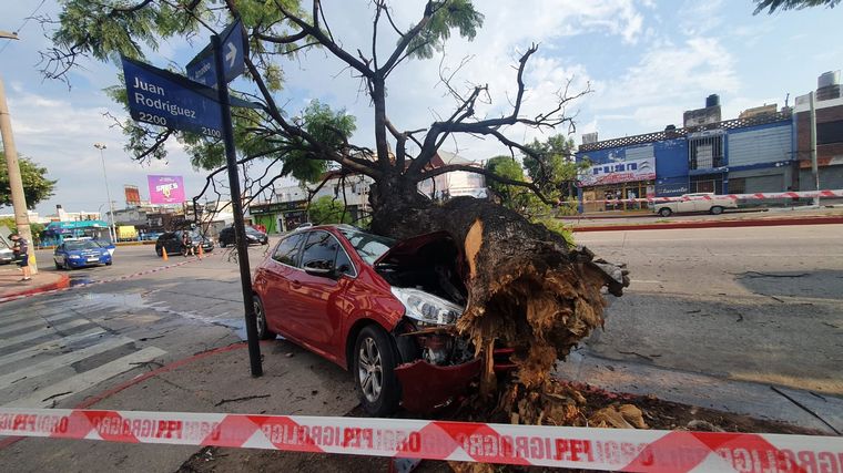 Impactó fuertemente contra un árbol y salió ileso de milagro