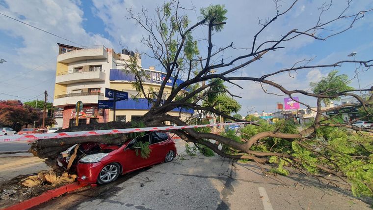 Impactó fuertemente contra un árbol y salió ileso de milagro
