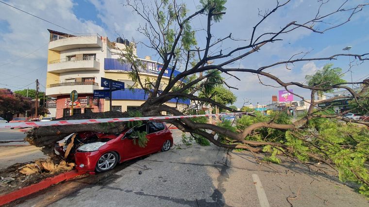 Impactó fuertemente contra un árbol y salió ileso de milagro