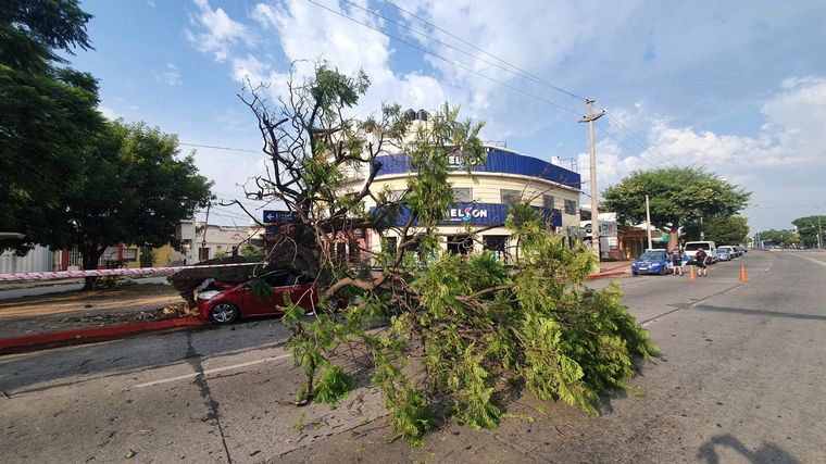 Impactó fuertemente contra un árbol y salió ileso de milagro