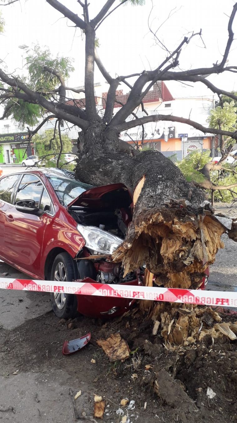 Impactó fuertemente contra un árbol y salió ileso de milagro