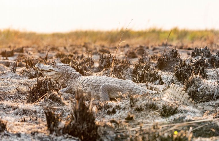 Los incendios en Corrientes ya consumieron más de 800 mil hectáreas.