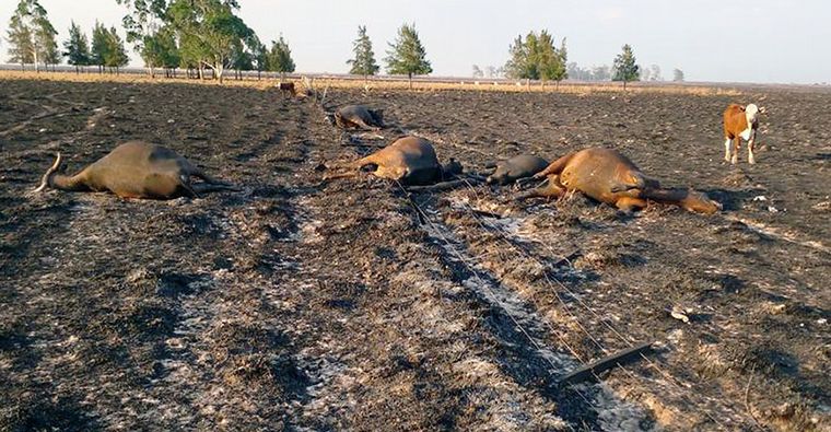 Los incendios en Corrientes ya consumieron más de 800 mil hectáreas.