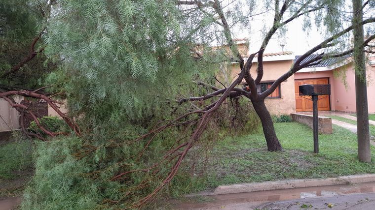 El temporal ocasionó caída de árboles.
