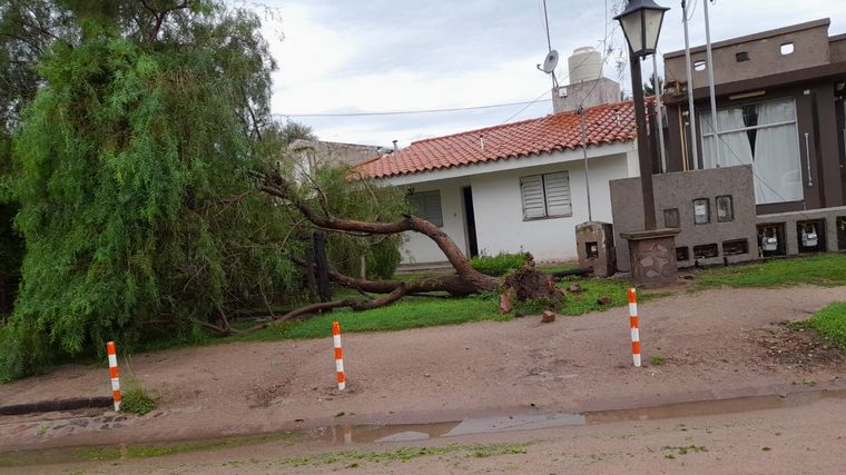 El temporal ocasionó caída de árboles.