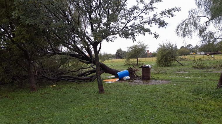 El temporal ocasionó caída de árboles.