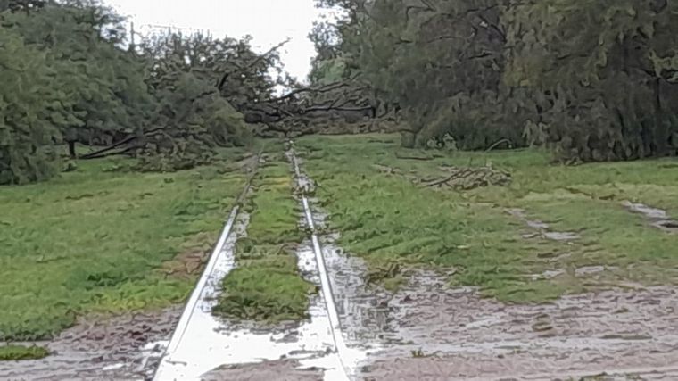 El temporal ocasionó caída de árboles.