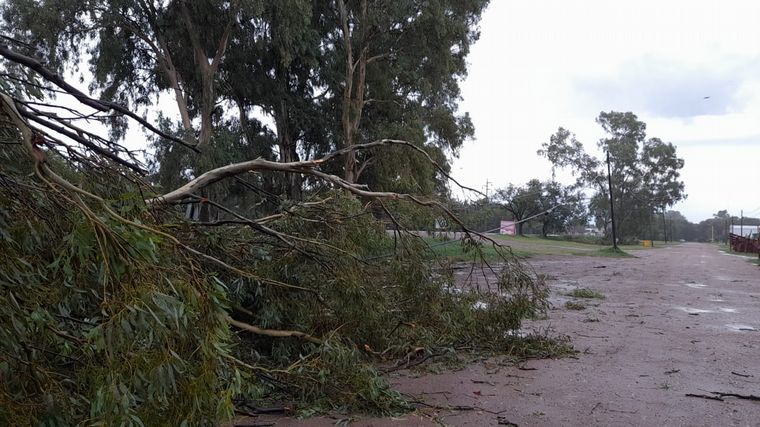 El temporal ocasionó caída de árboles.
