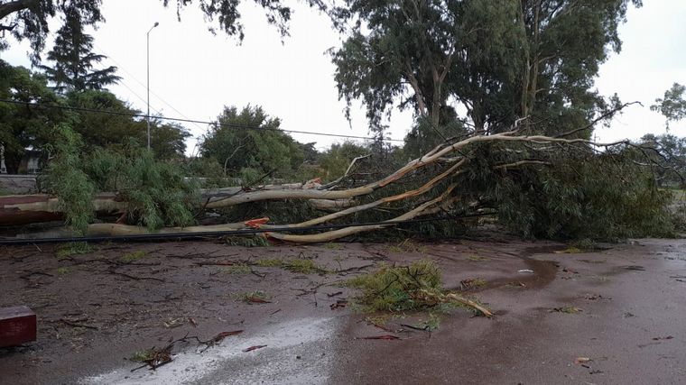 El temporal ocasionó caída de árboles.