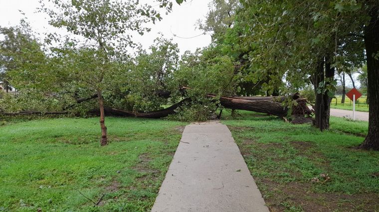 FOTO: El temporal ocasionó caída de árboles.