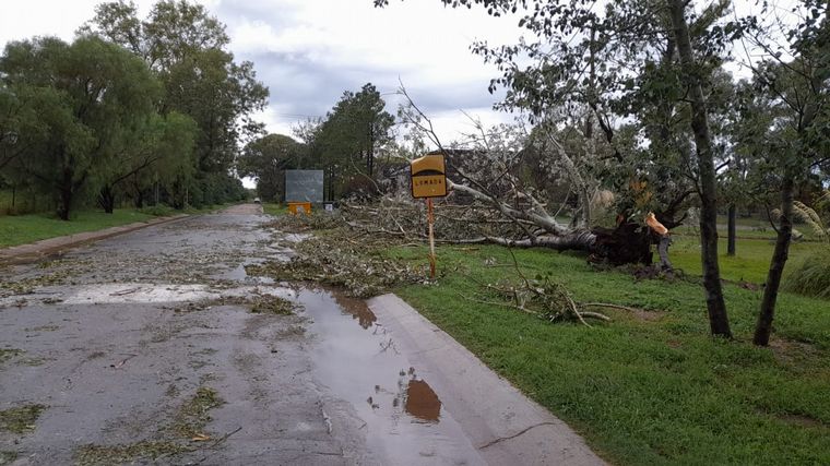 El temporal ocasionó caída de árboles.