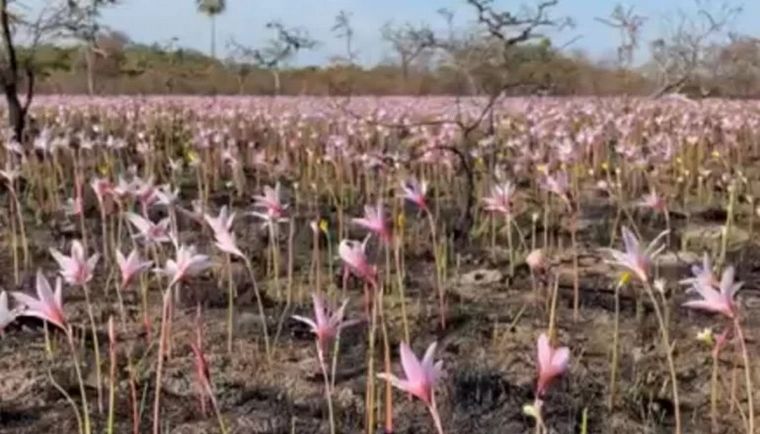 La lluvia trajo los primeros brotes de flores entre cenizas (Foto: El Litoral)