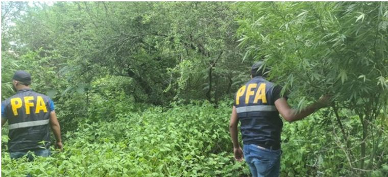 Marihuana en Tucumán