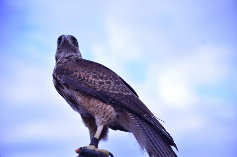 Luciana con su gavilán 