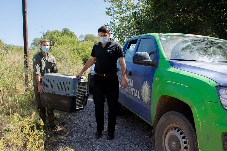 Policía Ambiental liberó animales cerca del río Segundo.