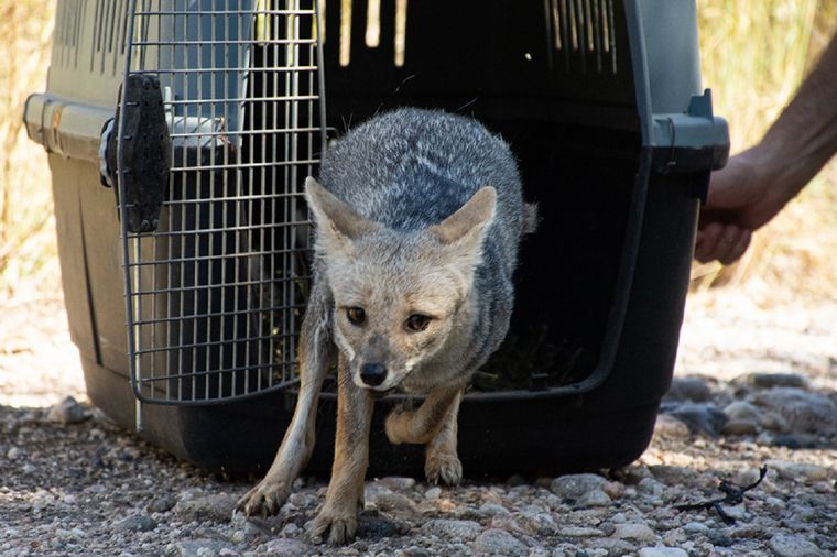 Policía Ambiental liberó animales cerca del río Segundo.