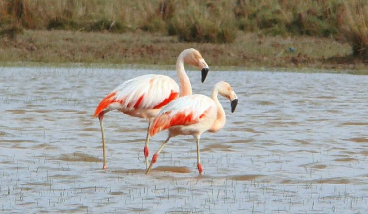 La laguna se encuentra en lo que se conoce como “Puna Salada”. Foto: Infocampo.