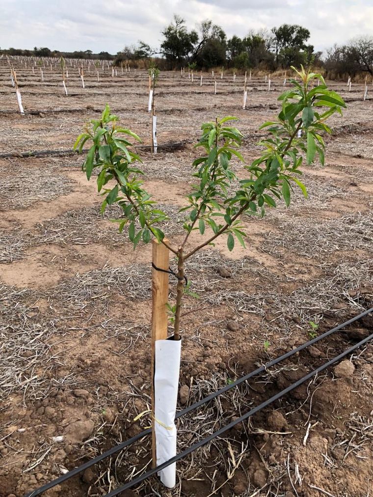 Los almendros crecen junto con el sueño