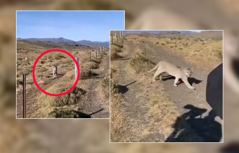 FOTO: Un turista se topó con dos pumas en Aluminé y registró el encuentro