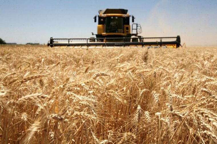 FOTO: Vuelven a subir precios de granos, especialmente el trigo. 