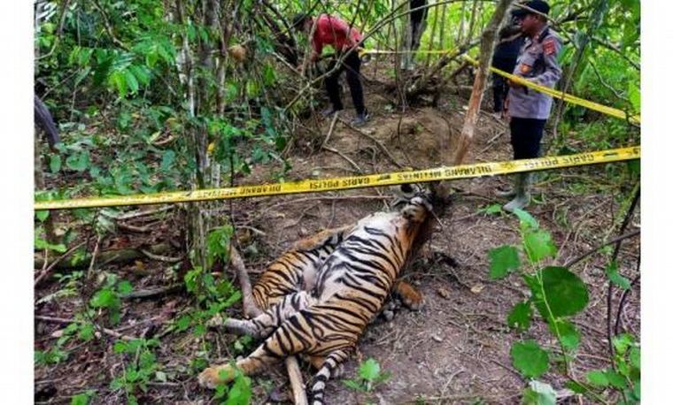 FOTO: Tres tigres de Sumatra fueron muertos en Indonesia (Kabuapten Aceh Timur Police).