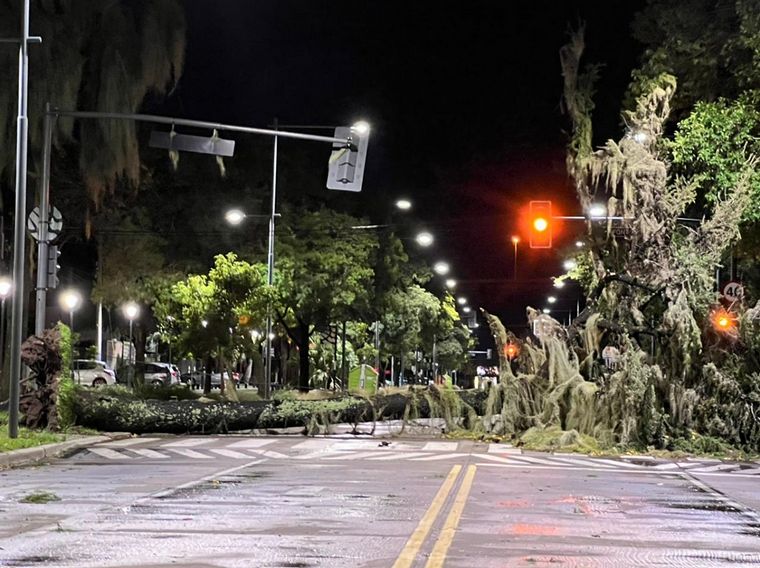 FOTO: Fuertes vientos generaron caída de árboles y columnas