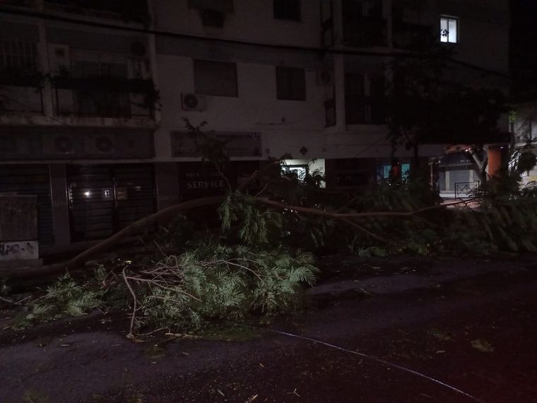 FOTO: El viento generó caídas de árboles en Rosario