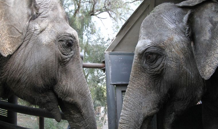 AUDIO: Hacia su libertad: trasladan a dos elefantas de Mendoza a un santuario de Brasil