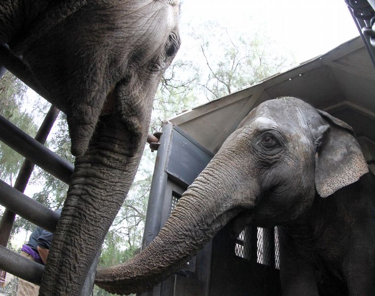 FOTO: Comenzó el traslado de las elefantas Pocha y Guillermina a Brasil
