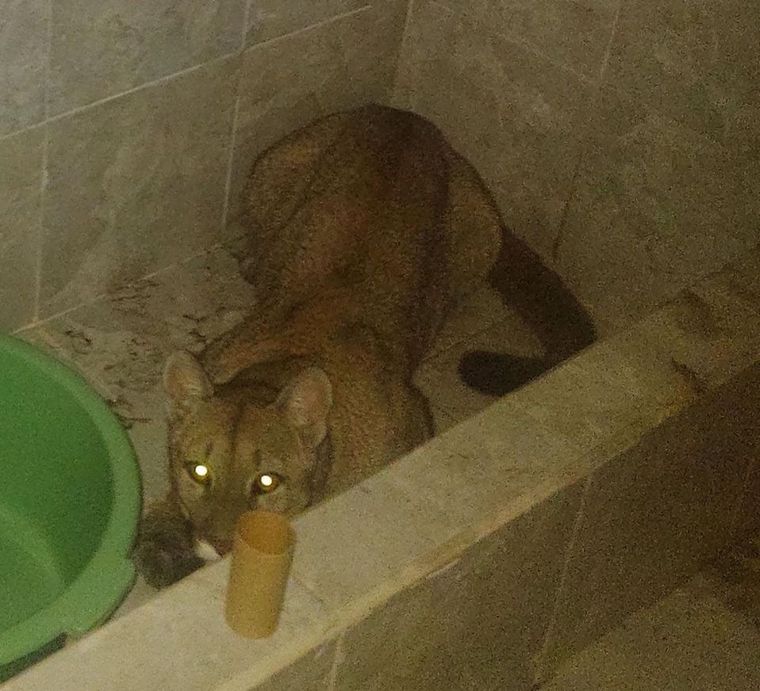 FOTO: Una familia encontró a un puma en el baño de su casa (Foto: El Tribuno).