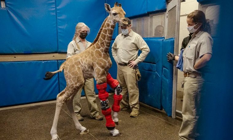 Msituni, la jirafa bebé que usó prótesis