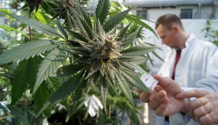 FOTO: Es ley en Argentina la producción y comercialización de cannabis medicinal.