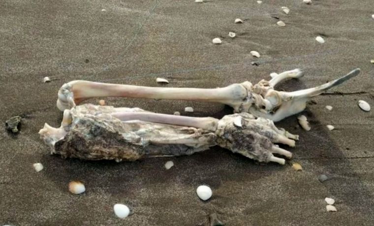 FOTO: Los restos ''pescados'' en Mar de Ajó.