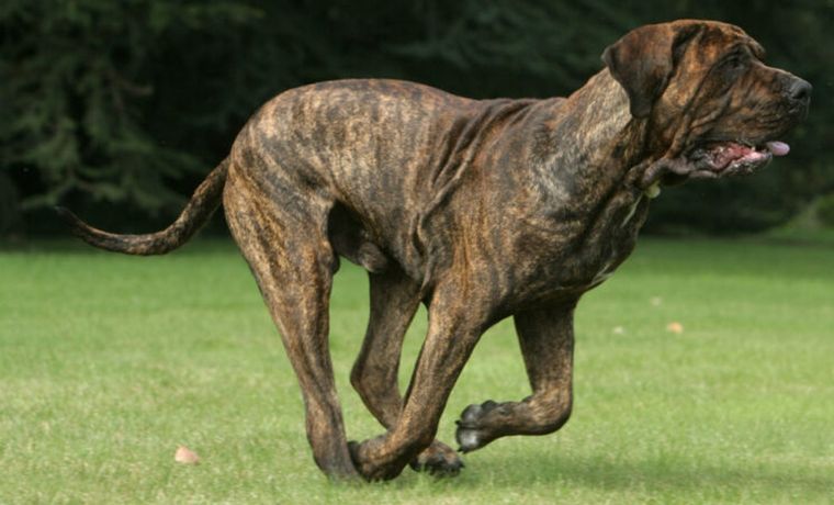 Imágen ilustrativa de la raza fila brasilero (FOTO: Zooplus).