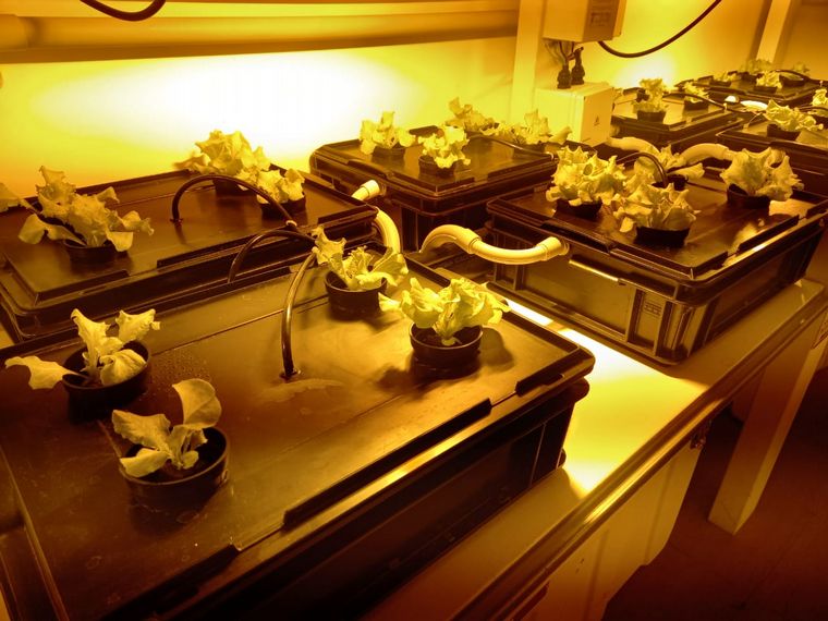 FOTO: Los cultivos se realizan en un laboratorio nacional con hidroponía.