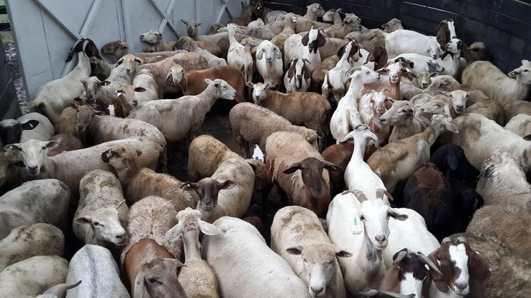 El gobierno santafesino lanza convocatoria para financiar proyectos caprinos.