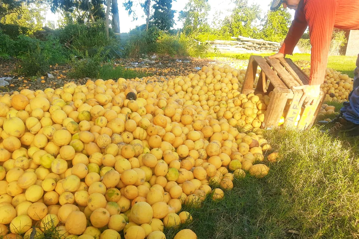 FOTO: En Corrientes los productores descartan los limones