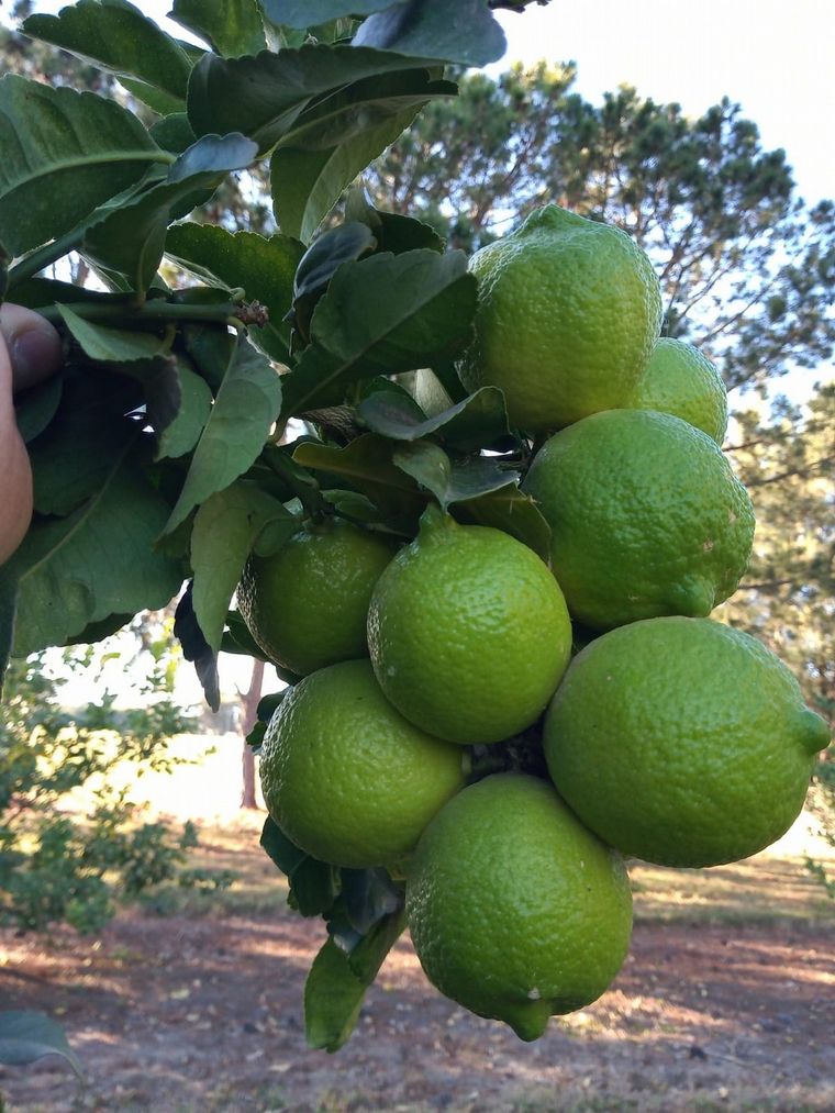 limones
