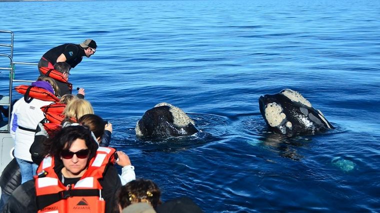 FOTO: Avistaje de ballenas en Chubut