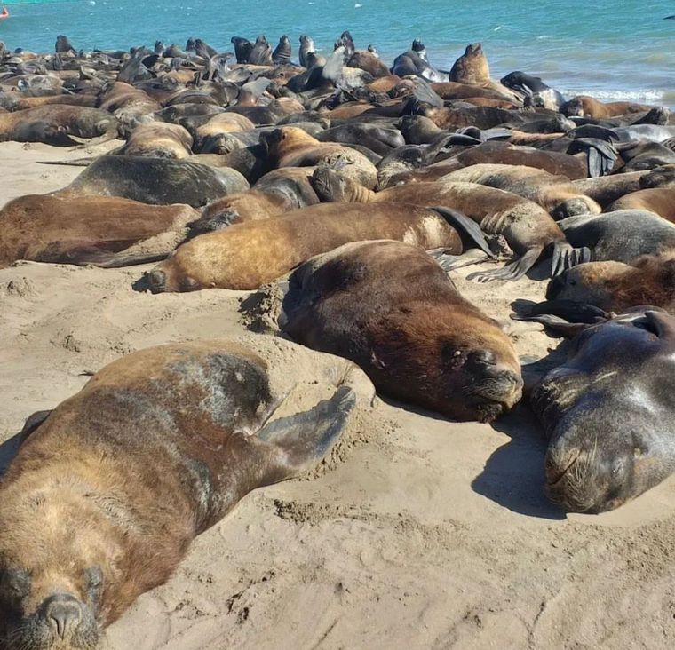 Cerca de 300 lobos marinos fueron reubicados en "La Feliz".