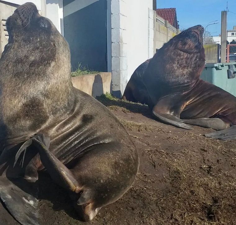 Cerca de 300 lobos marinos fueron reubicados en "La Feliz".