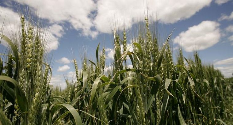 El producto de la firma local Bioceres S.A. recibió la aprobación de la FDA de USA.