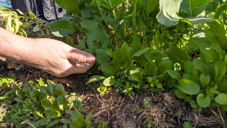 Cómo hacer una huerta en casa, paso a paso: capítulo 5