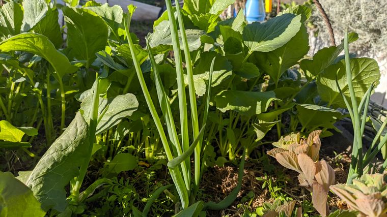 Cómo hacer una huerta en casa, paso a paso: capítulo 5