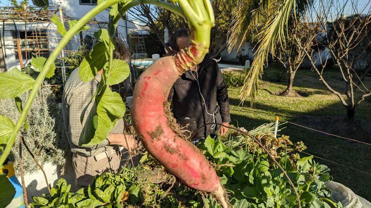 Cómo hacer una huerta en casa, paso a paso: capítulo 5